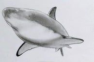 用炭笔画鲨鱼,致敬海洋守护者的艺术之旅-第17张图片-趣作屋 用炭笔画鲨鱼,致敬海洋守护者的艺术之旅-第17张图片-趣作屋