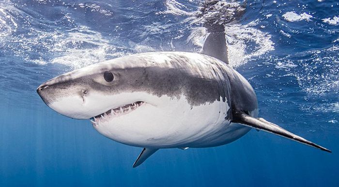 用炭笔画鲨鱼,致敬海洋守护者的艺术之旅-第3张图片-趣作屋 用炭笔画鲨鱼,致敬海洋守护者的艺术之旅-第3张图片-趣作屋