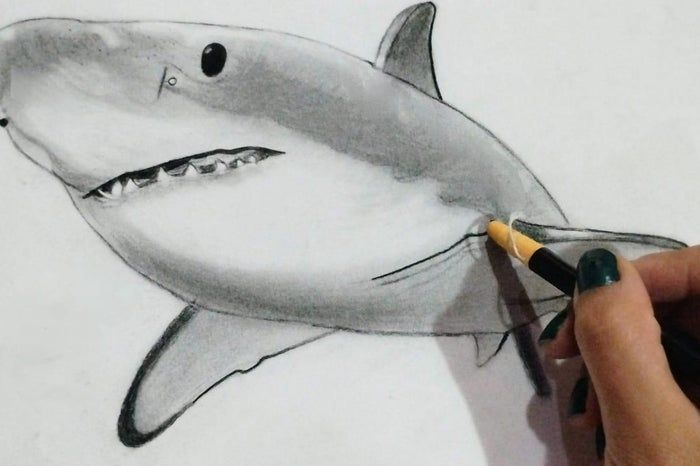 用炭笔画鲨鱼,致敬海洋守护者的艺术之旅-第20张图片-趣作屋 用炭笔画鲨鱼,致敬海洋守护者的艺术之旅-第20张图片-趣作屋