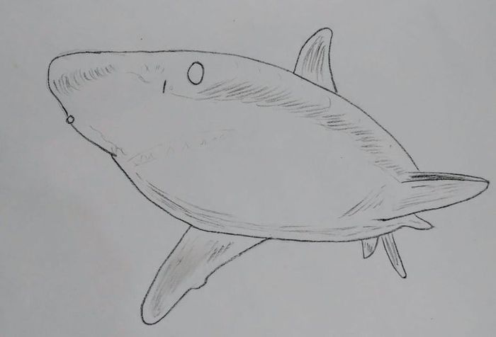 用炭笔画鲨鱼,致敬海洋守护者的艺术之旅-第13张图片-趣作屋 用炭笔画鲨鱼,致敬海洋守护者的艺术之旅-第13张图片-趣作屋