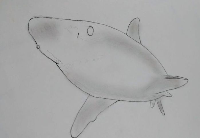 用炭笔画鲨鱼,致敬海洋守护者的艺术之旅-第16张图片-趣作屋 用炭笔画鲨鱼,致敬海洋守护者的艺术之旅-第16张图片-趣作屋