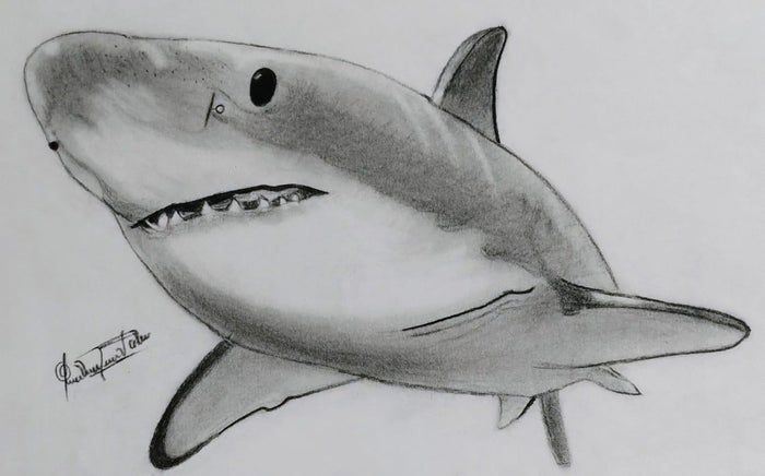 用炭笔画鲨鱼,致敬海洋守护者的艺术之旅-第1张图片-趣作屋 用炭笔画鲨鱼,致敬海洋守护者的艺术之旅-第1张图片-趣作屋