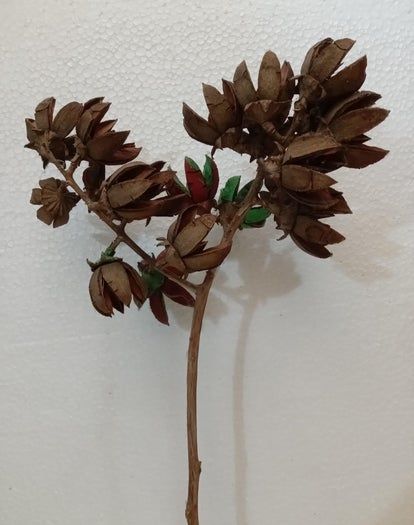 用Tamhan果实手工制作彩色人造花教程-第4张图片-趣作屋