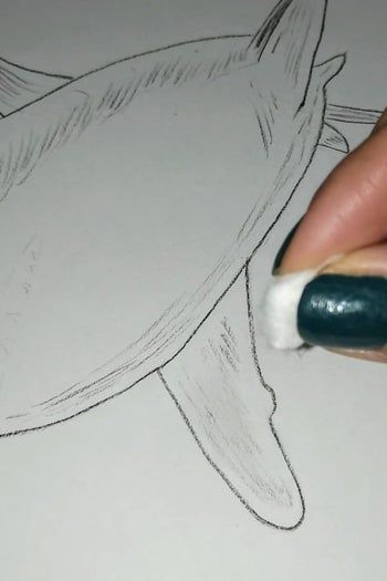 用炭笔画鲨鱼,致敬海洋守护者的艺术之旅-第14张图片-趣作屋 用炭笔画鲨鱼,致敬海洋守护者的艺术之旅-第14张图片-趣作屋