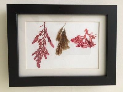 用海藻做艺术！低成本制作海洋标本的创意手工教程-第8张图片-趣作屋