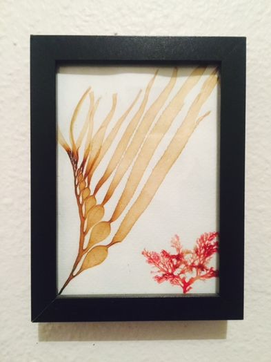 用海藻做艺术！低成本制作海洋标本的创意手工教程-第1张图片-趣作屋