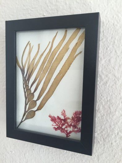 用海藻做艺术！低成本制作海洋标本的创意手工教程-第7张图片-趣作屋