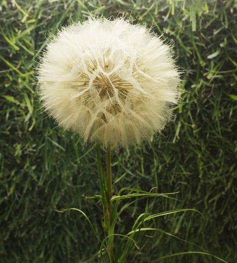 亲手制作蒲公英贺卡，环保又暖心的手工教程-第5张图片-趣作屋