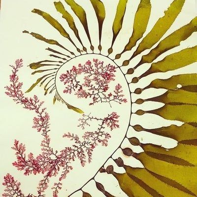 用海藻做艺术！低成本制作海洋标本的创意手工教程-第9张图片-趣作屋