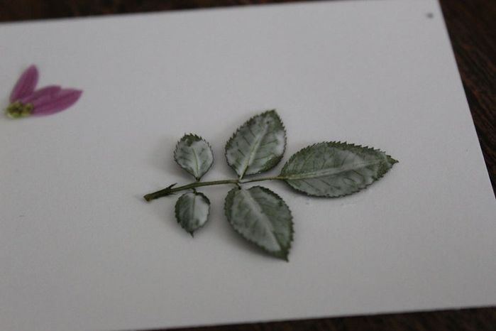 手工压花卡片制作教程，母亲节创意礼物推荐-第14张图片-趣作屋