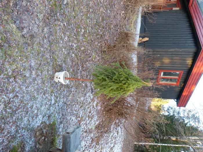 简易环保风圣诞树与挂饰DIY教程-第18张图片-趣作屋