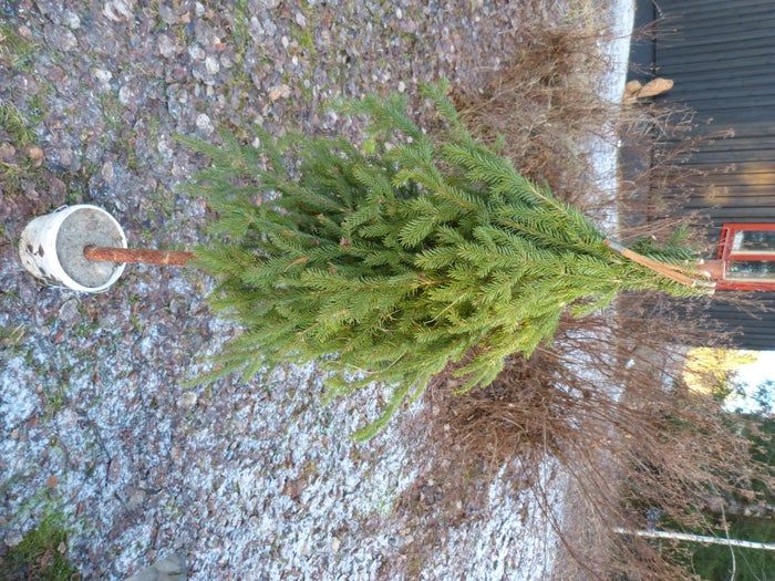 简易环保风圣诞树与挂饰DIY教程-第17张图片-趣作屋