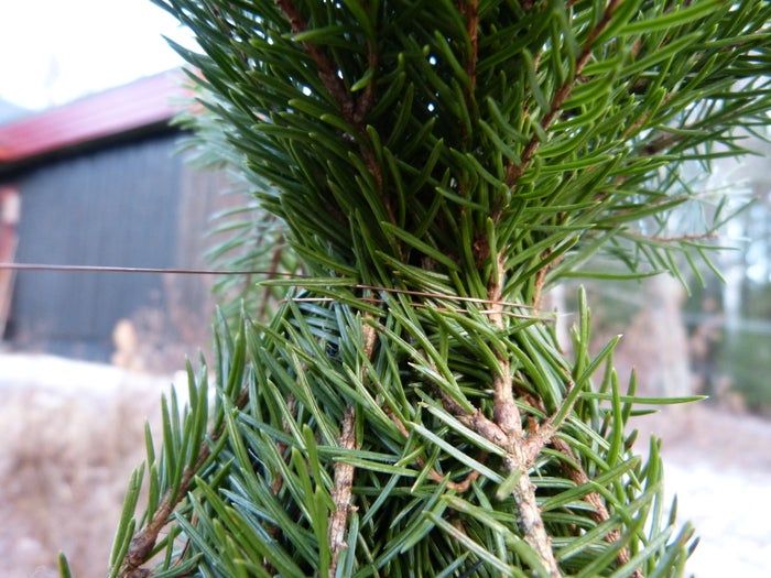 简易环保风圣诞树与挂饰DIY教程-第23张图片-趣作屋