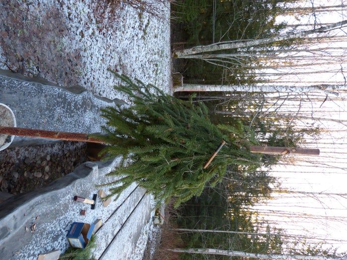 简易环保风圣诞树与挂饰DIY教程-第13张图片-趣作屋