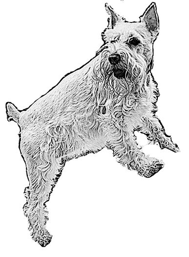 DIY激光雕刻木质圣诞狗狗装饰教程-第4张图片-趣作屋 DIY激光雕刻木质圣诞狗狗装饰教程-第4张图片-趣作屋