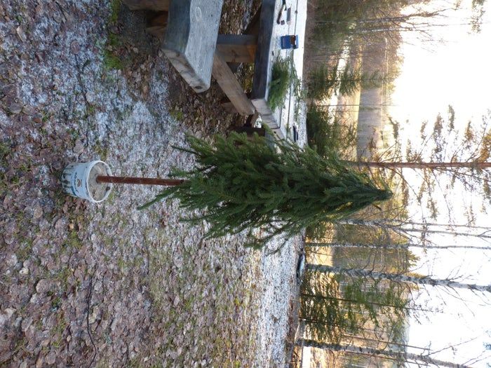 简易环保风圣诞树与挂饰DIY教程-第20张图片-趣作屋