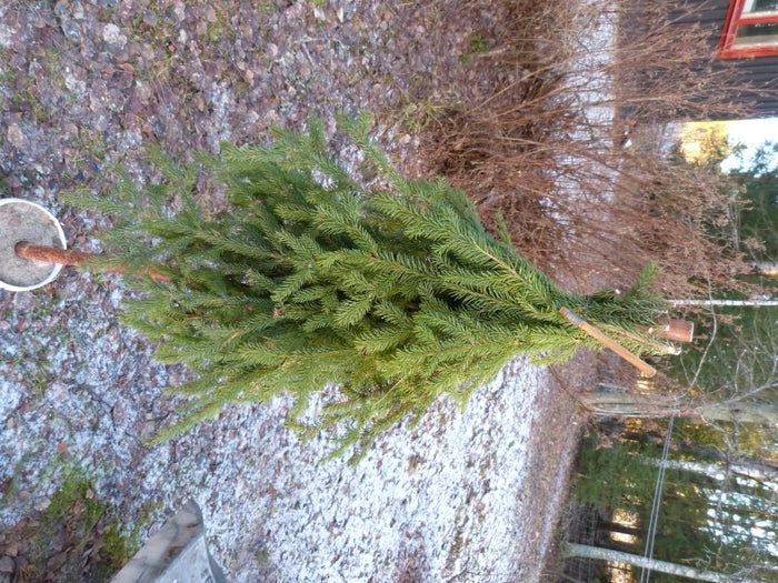 简易环保风圣诞树与挂饰DIY教程-第16张图片-趣作屋