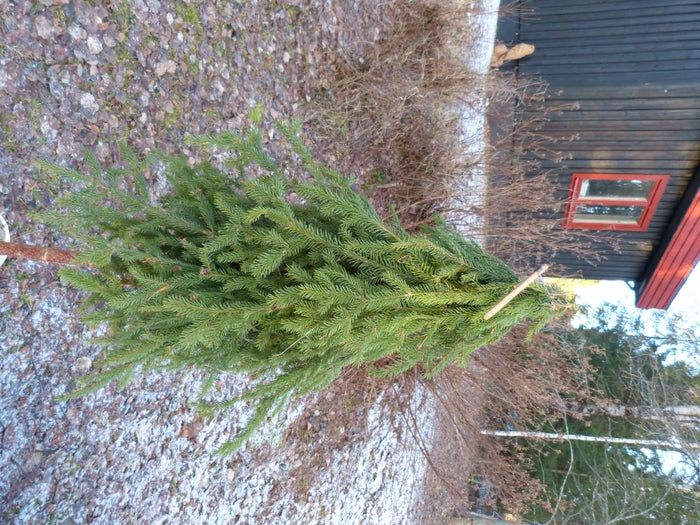 简易环保风圣诞树与挂饰DIY教程-第19张图片-趣作屋