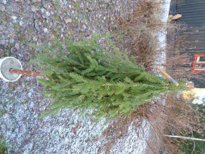 简易环保风圣诞树与挂饰DIY教程-第15张图片-趣作屋