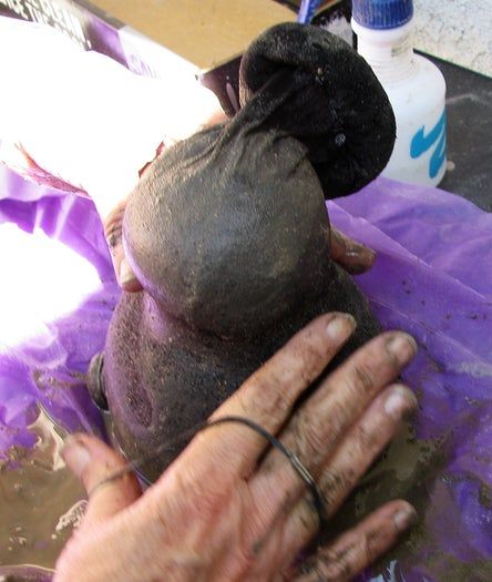 低成本水泥地精DIY教程-庭院装饰手作指南-第14张图片-趣作屋 低成本水泥地精DIY教程-庭院装饰手作指南-第14张图片-趣作屋