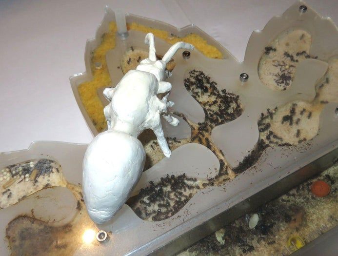 DIY巨型黏土蚂蚁模型制作教程-第10张图片-趣作屋