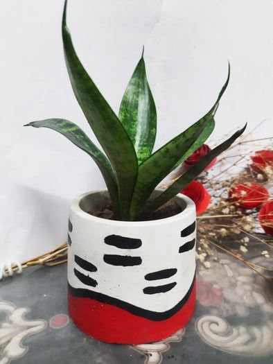 低成本混凝土花盆DIY教程：艺术与园艺的完美结合-第2张图片-趣作屋