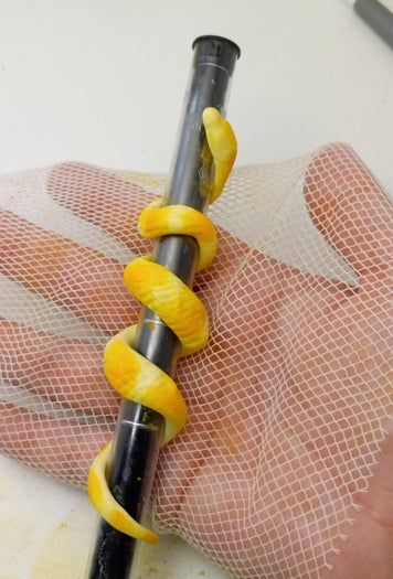 DIY黏土蛇形发饰教程-6步打造独特爬宠造型-第17张图片-趣作屋