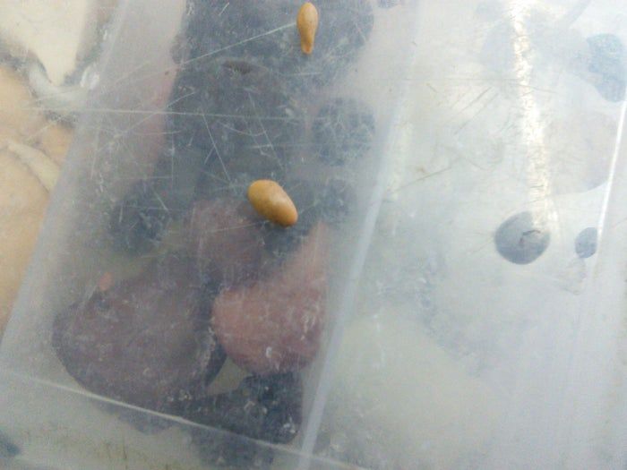 哈利波特嗅嗅挂坠手工制作教程-第16张图片-趣作屋