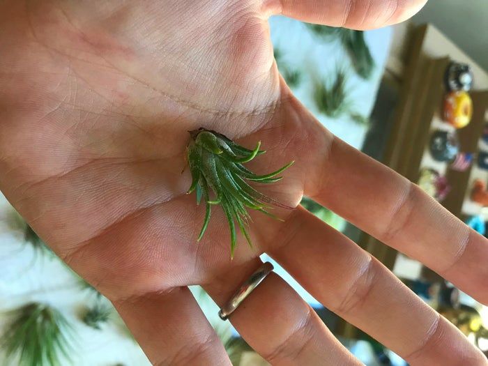 聚合物粘土手作蜂巢花器教程:空气凤梨支架DIY全攻略-第4张图片-趣作屋 聚合物粘土手作蜂巢花器教程:空气凤梨支架DIY全攻略-第4张图片-趣作屋