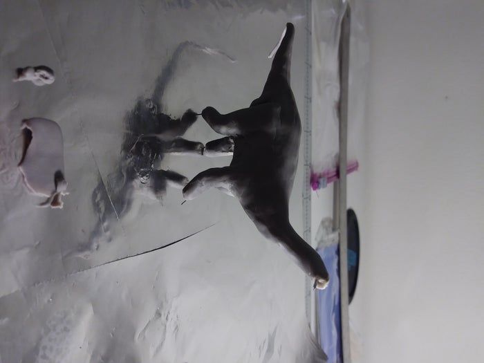 高精度微型恐龙模型制作全攻略-第12张图片-趣作屋 高精度微型恐龙模型制作全攻略-第12张图片-趣作屋