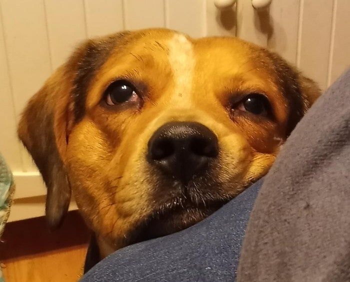 零基础刺绣教程：如何用彩色线制作比格犬肖像-第3张图片-趣作屋