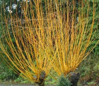 超详细纸艺花篮制作教程，用皱纹纸轻松DIY非洲菊花束-第14张图片-趣作屋