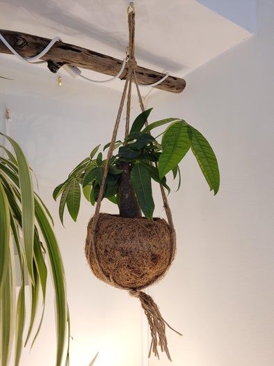 低成本打造室内植物展示墙教程-第16张图片-趣作屋