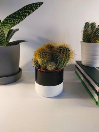 用口香糖盒子DIY创意花盆教程-第1张图片-趣作屋