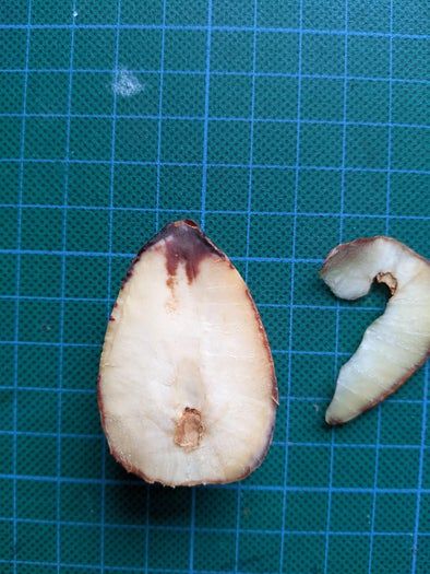 牛油果核DIY小纽扣制作教程-第8张图片-趣作屋