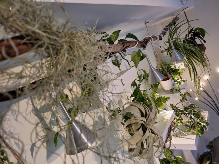 低成本打造室内植物展示墙教程-第3张图片-趣作屋