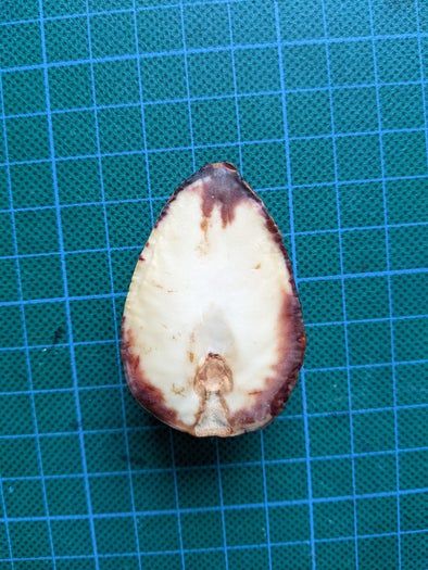 牛油果核DIY小纽扣制作教程-第7张图片-趣作屋