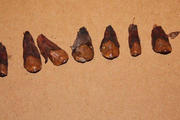 用松果制作创意圣诞装饰品教程-第5张图片-趣作屋