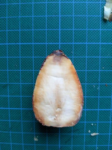 牛油果核DIY小纽扣制作教程-第9张图片-趣作屋