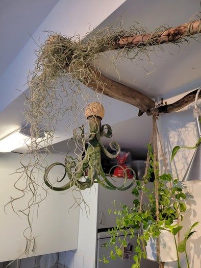 低成本打造室内植物展示墙教程-第13张图片-趣作屋