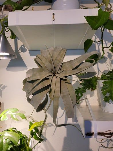 低成本打造室内植物展示墙教程-第14张图片-趣作屋