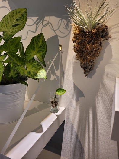 低成本打造室内植物展示墙教程-第19张图片-趣作屋