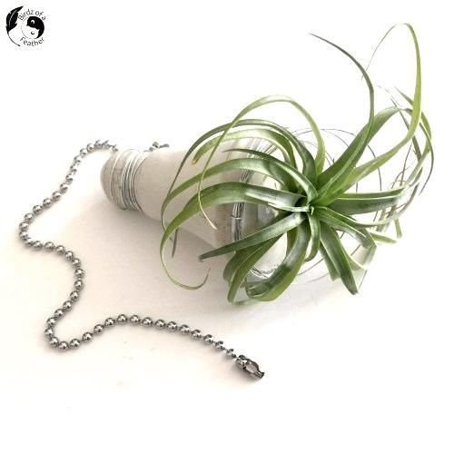 用废弃塑料制作创意水泥灯泡花盆-第1张图片-趣作屋