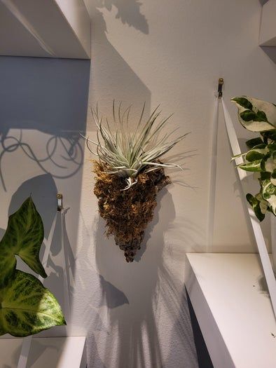 低成本打造室内植物展示墙教程-第15张图片-趣作屋